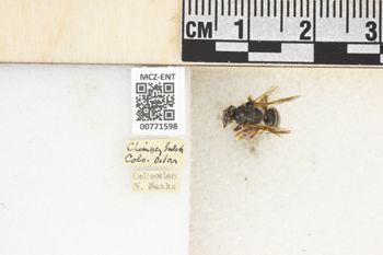 Media type: image;   Entomology 771598 Aspect: Labels